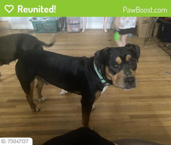 Reunited Male Dog last seen Myrtle Ave, spring street union st area, Concord, NC 28025