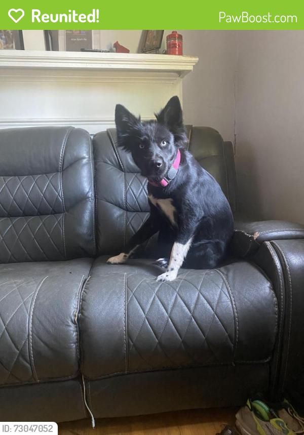 Reunited Female Dog last seen Myrtle Ave, Spring St, Union st , Concord, NC 28025