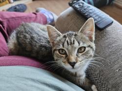 Lost Female Cat last seen Morrisons, Carlton, England NG4