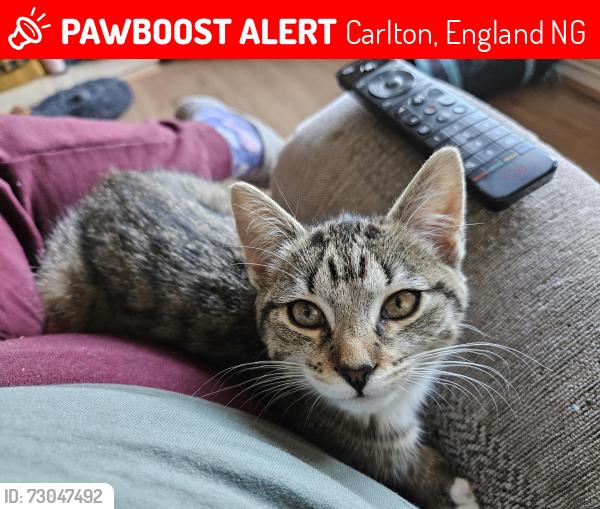 Lost Female Cat last seen Morrisons, Carlton, England NG4