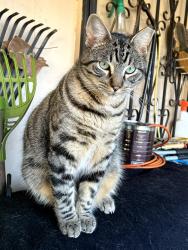 Lost Male Cat last seen Thomas Park, Lafayette, LA 70503