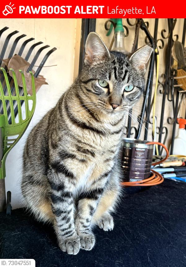 Lost Male Cat last seen Thomas Park, Lafayette, LA 70503