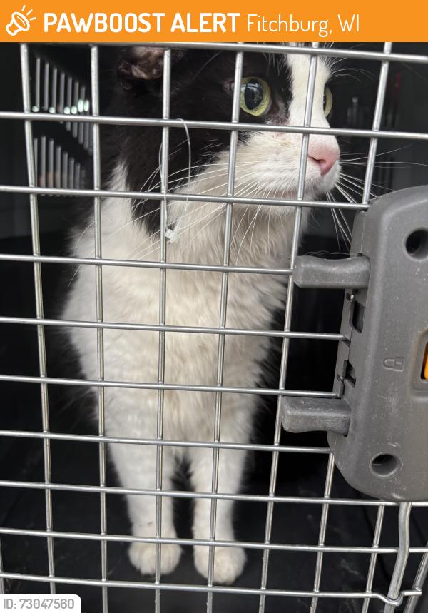 Found/Stray Unknown Cat last seen Traceway drive and post road, Fitchburg, WI 53713