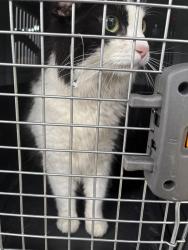 Found/Stray Unknown Cat last seen Traceway drive and post road, Fitchburg, WI 53713