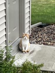 Found/Stray Male Cat last seen Oak Hill, Sunrise, Flint, Rutland, WI 53575