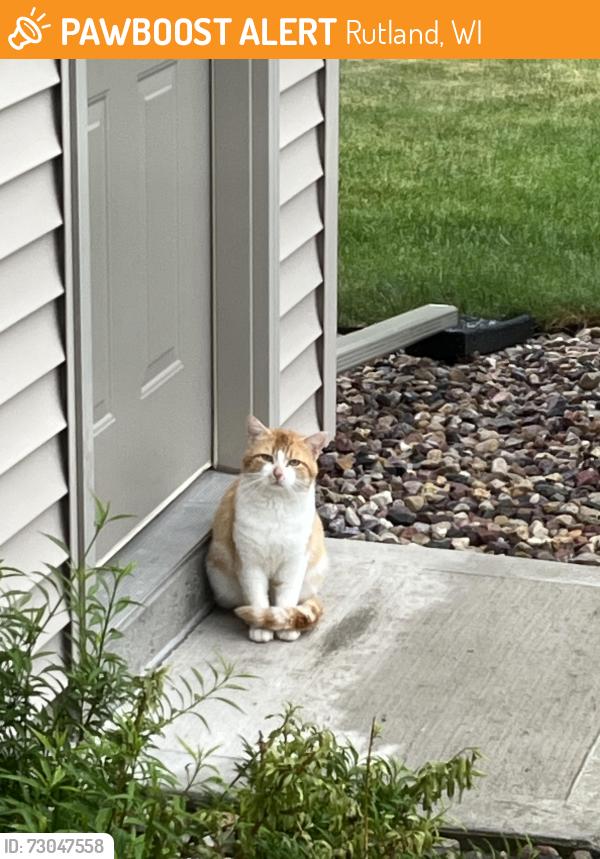 Found/Stray Male Cat last seen Oak Hill, Sunrise, Flint, Rutland, WI 53575