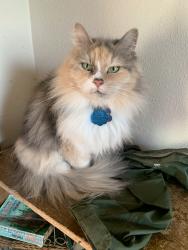 Lost Female Cat last seen Missing from the cottage street apmts in Ashland ohio, Ashland, OH 44805