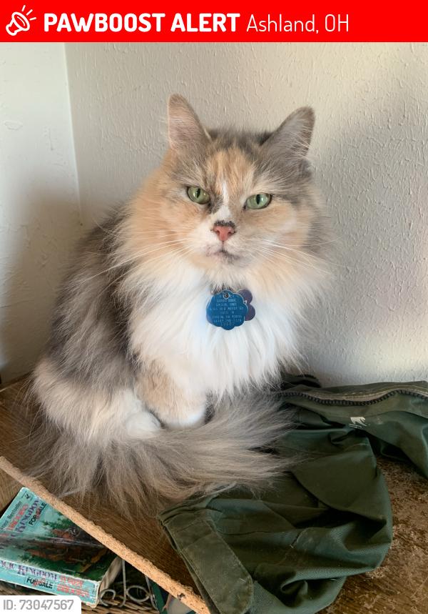 Lost Female Cat last seen Missing from the cottage street apmts in Ashland ohio, Ashland, OH 44805