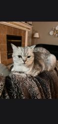 Lost Male Cat last seen Near 168th way se renton wa 98058, Renton, WA 98058