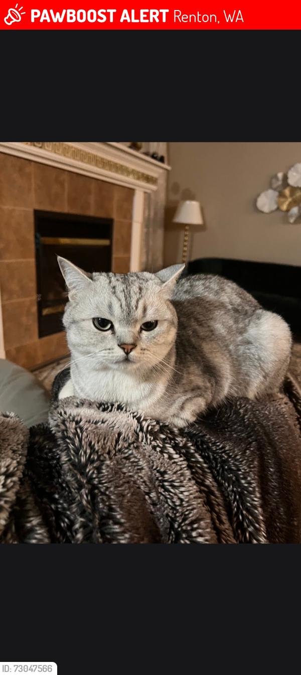 Lost Male Cat last seen Near 168th way se renton wa 98058, Renton, WA 98058