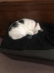 Lost Female Cat last seen Near Truman Street, McKinney, TX 75071