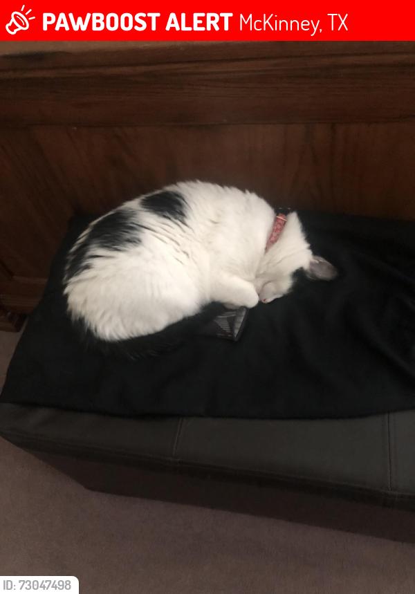 Lost Female Cat last seen Near Truman Street, McKinney, TX 75071