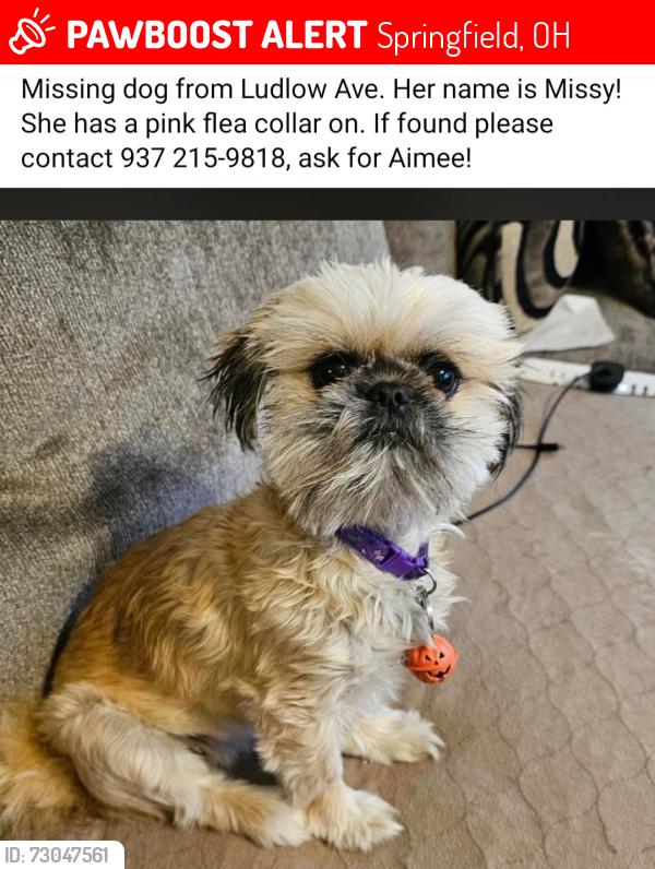 Lost Female Dog last seen Charles Street, Springfield, OH 45505