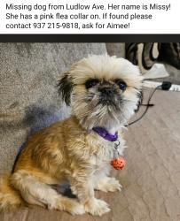 Lost Female Dog last seen Charles Street, Springfield, OH 45505