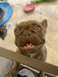 Lost Female Dog last seen At my hse she slipped out the gate, San Antonio, TX 78245