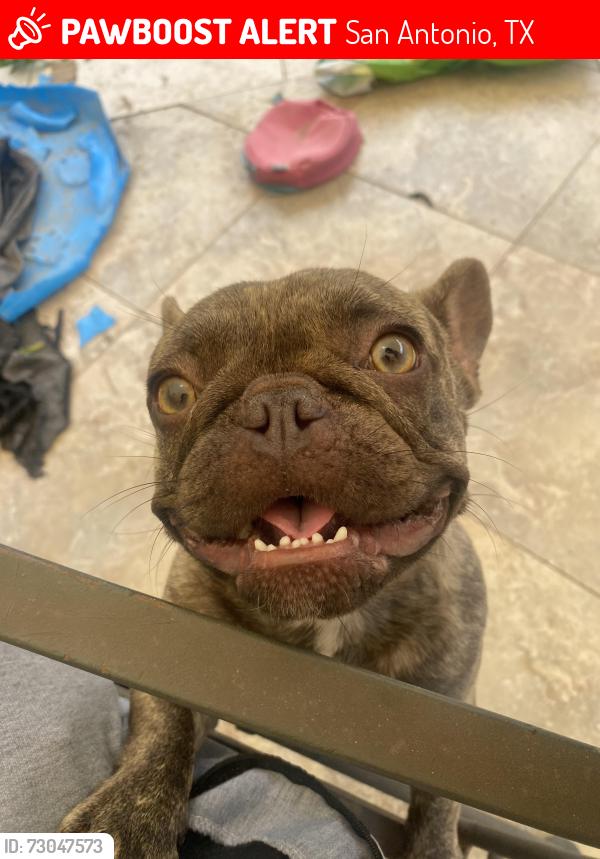 Lost Female Dog last seen At my hse she slipped out the gate, San Antonio, TX 78245