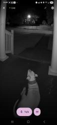 Found/Stray Unknown Dog last seen Scarborough Street - Ferrill Street - Augusta Ave, Savannah, GA 31415