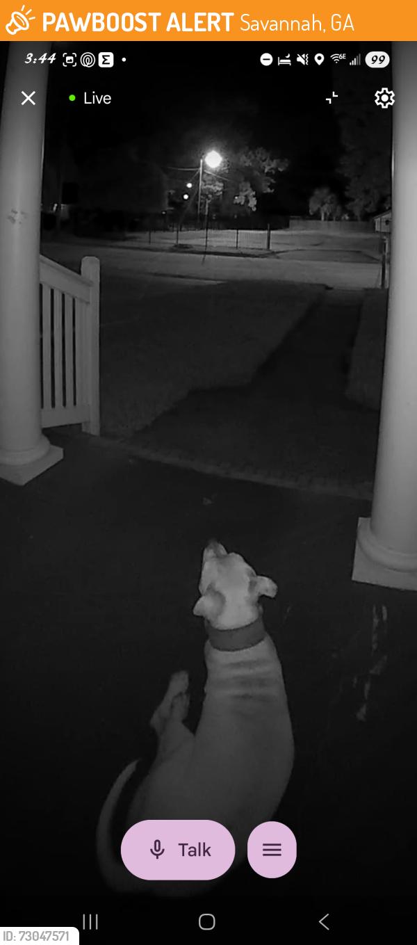 Found/Stray Unknown Dog last seen Scarborough Street - Ferrill Street - Augusta Ave, Savannah, GA 31415