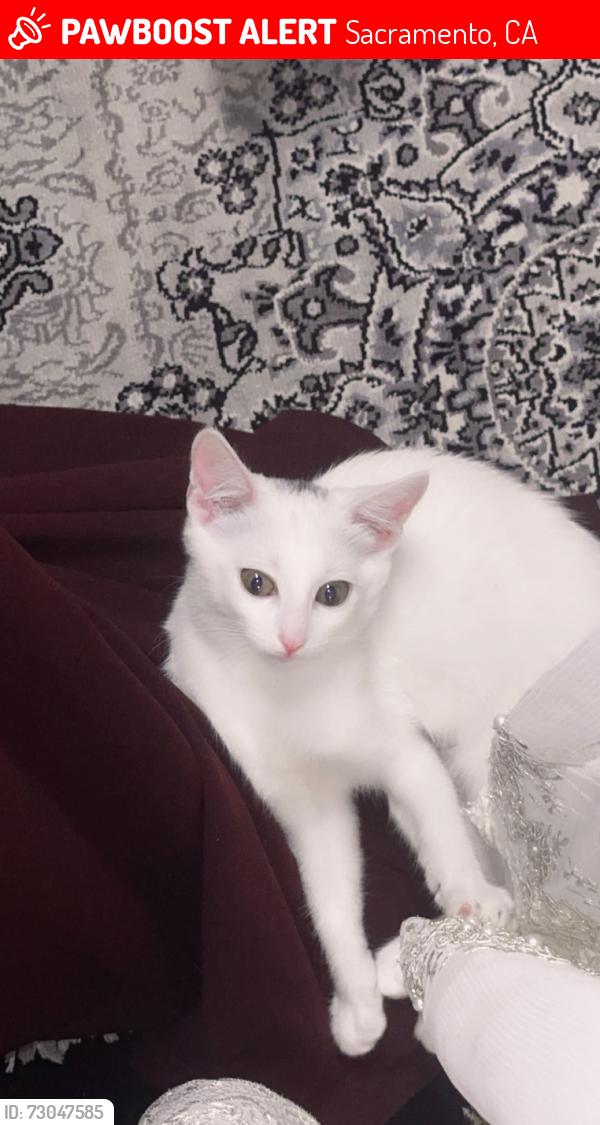 Lost Female Cat last seen Near oakhollow dr, Sacramento, CA 95842