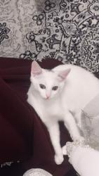 Lost Female Cat last seen Near oakhollow dr, Sacramento, CA 95842