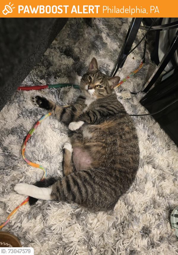 Found/Stray Female Cat last seen 31st St and Grays Ferry, Philadelphia, PA 19146