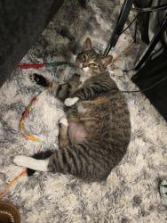 Found/Stray Female Cat last seen 31st St and Grays Ferry, Philadelphia, PA 19146