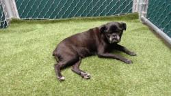 Shelter Stray Female Dog last seen , 11258 Garfield Ave, Downey, CA 90242, USA