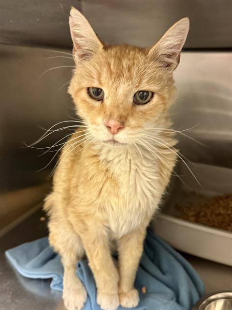 Shelter Stray Male Cat last seen Near BLOCK S CORTNEY DR, 4522 W 3500 S, West Valley City, UT 84120, USA