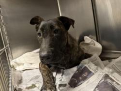 Shelter Stray Female Dog last seen , 14409 Vanowen St, Van Nuys, CA 91405, USA