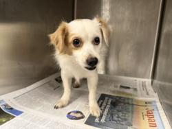 Shelter Stray Male Dog last seen , 14409 Vanowen St, Van Nuys, CA 91405, USA