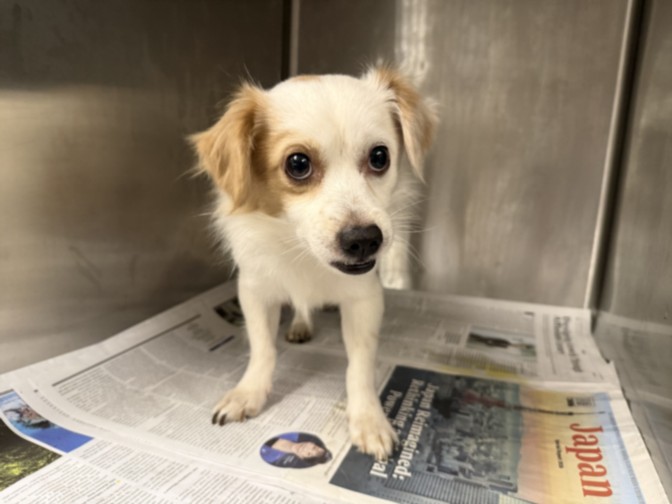 Shelter Stray Male Dog last seen , 14409 Vanowen St, Van Nuys, CA 91405, USA