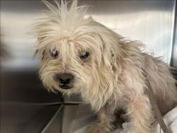 Shelter Stray Male Dog last seen , 957 N Gaffey St, San Pedro, CA 90731, USA