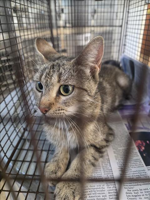 Shelter Stray Female Cat last seen , 957 N Gaffey St, San Pedro, CA 90731, USA