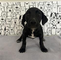 Shelter Stray Male Dog last seen , 957 N Gaffey St, San Pedro, CA 90731, USA