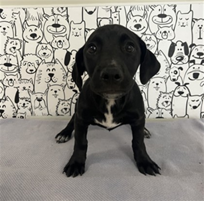 Shelter Stray Male Dog last seen , 957 N Gaffey St, San Pedro, CA 90731, USA