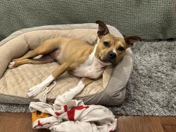 Lost Female Dog last seen Near Garnet Mine Road Garnet Valley PA, Garnet Valley, PA 19060