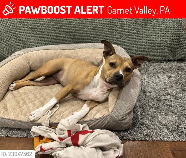 Lost Female Dog last seen Near Garnet Mine Road Garnet Valley PA, Garnet Valley, PA 19060