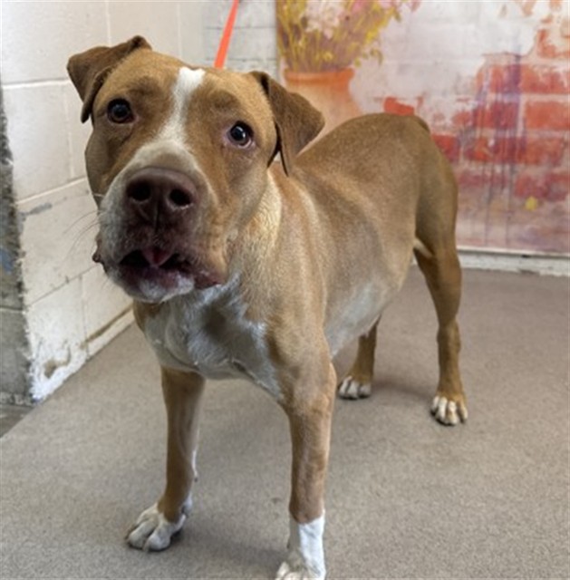 Shelter Stray Female Dog last seen N G ST X W 20TH ST, 333 Chandler Pl, San Bernardino, CA 92408, USA