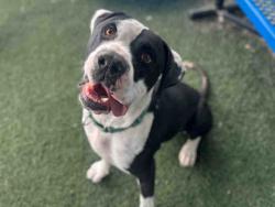 Shelter Stray Male Dog last seen BLOSSOM VALLEY RD, 5821 Sweetwater Rd, Bonita, CA 91902, USA