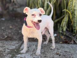 Shelter Stray Male Dog last seen , 5821 Sweetwater Rd, Bonita, CA 91902, USA