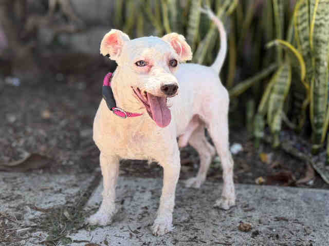 Shelter Stray Male Dog last seen , 5821 Sweetwater Rd, Bonita, CA 91902, USA