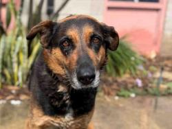 Shelter Stray Female Dog last seen , 5821 Sweetwater Rd, Bonita, CA 91902, USA