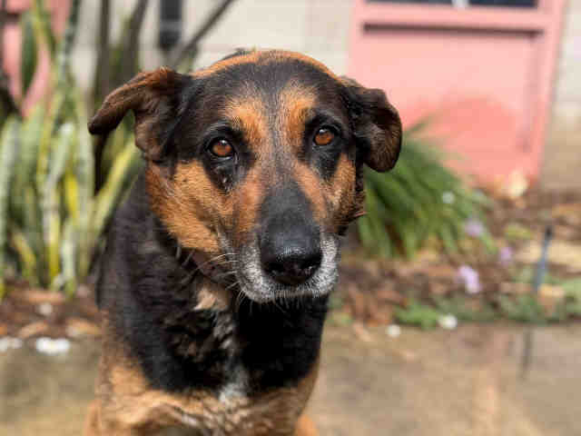 Shelter Stray Female Dog last seen , 5821 Sweetwater Rd, Bonita, CA 91902, USA