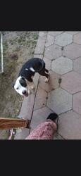 Lost Female Dog last seen Patriot elementary school and polo pony in Bakersfield California, Bakersfield, CA 93312
