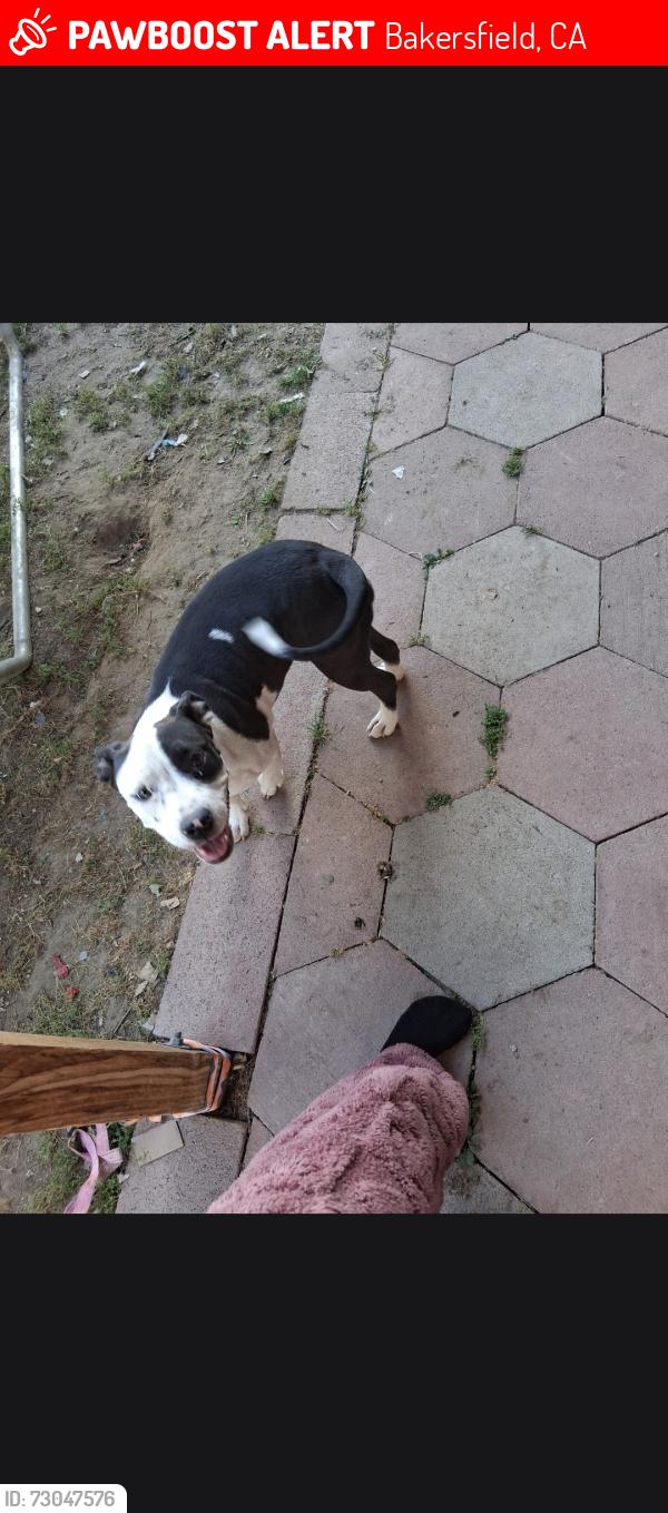 Lost Female Dog last seen Patriot elementary school and polo pony in Bakersfield California, Bakersfield, CA 93312