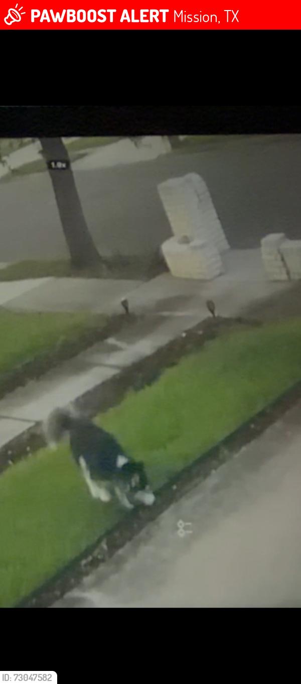 Lost Unknown Dog last seen Sharyland Plantation area, Mission, TX 78572