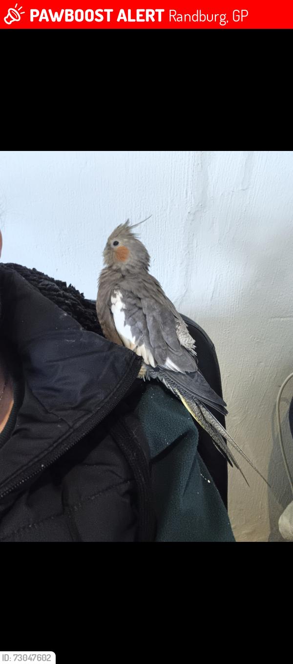 Lost Female Bird last seen Golden Harvest, Randburg, GP 2155
