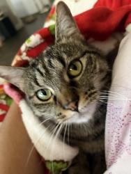 Lost Female Cat last seen Murray blvd, Colorado Springs, CO 80916