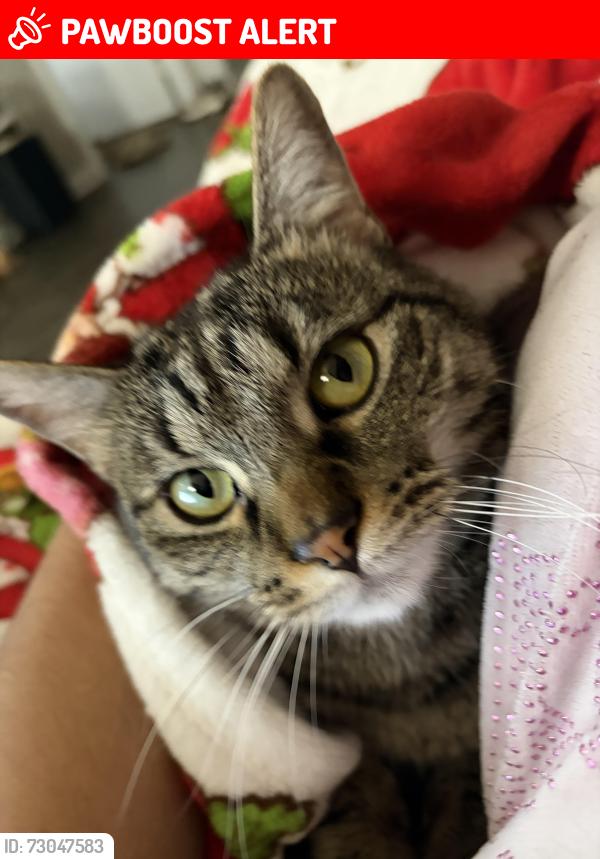 Lost Female Cat last seen Murray blvd, Colorado Springs, CO 80916