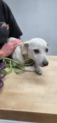 Shelter Stray Male Dog last seen Near BLOCK N THIRD ST, INYOKERN CA 93527, 3951 Fruitvale Ave, Bakersfield, CA 93308, USA